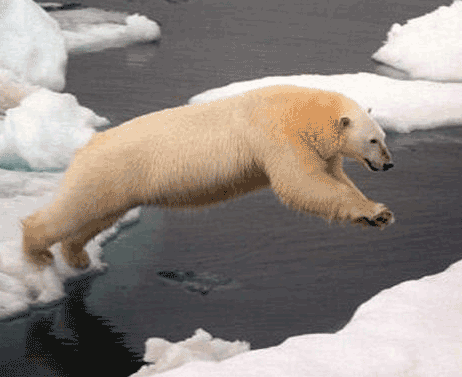 polar-bear-jump1